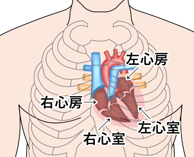 心臓の構造