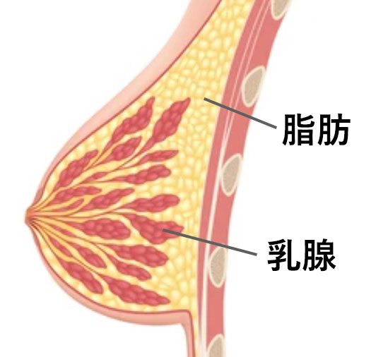 乳腺